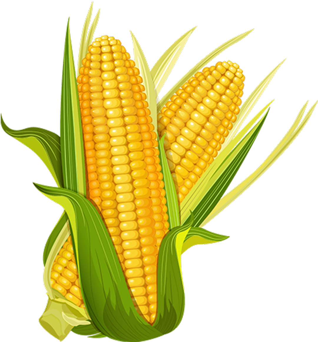 corn