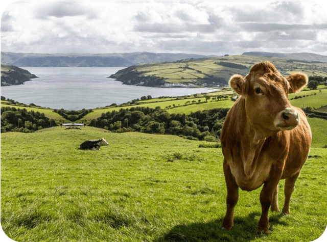 The Farmers Sentiment Darkens Hopes Fade