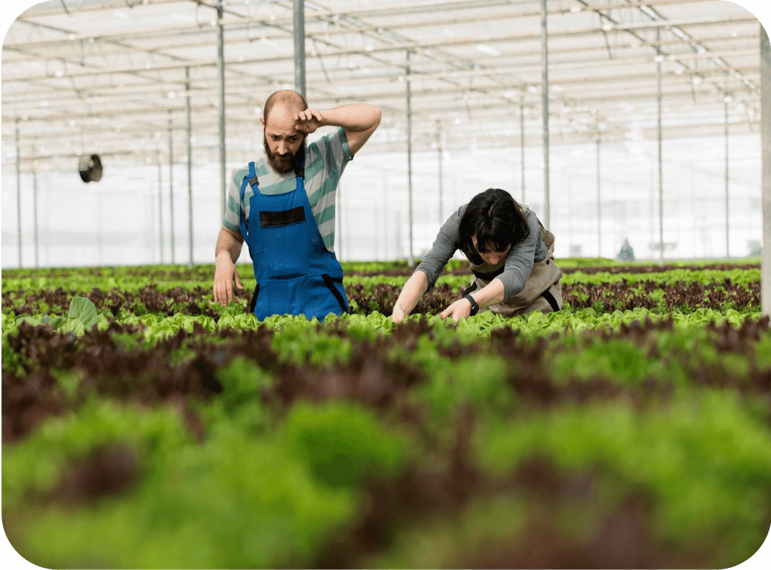 Soil Fertilization